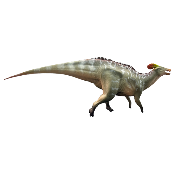 Tlatolophus galorum-An Daoquan