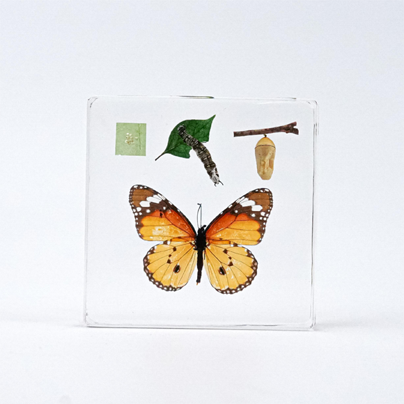 Life Cycle of Butterfly